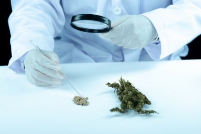 Tout savoir sur le Cannabis Thérapeutique