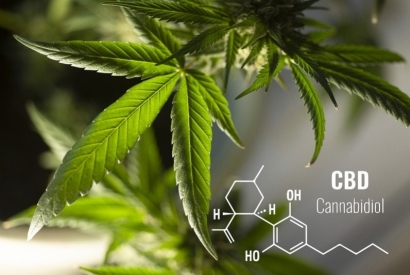 L’efficacité du CBD pour réduire la douleur des patients polytraumatisés